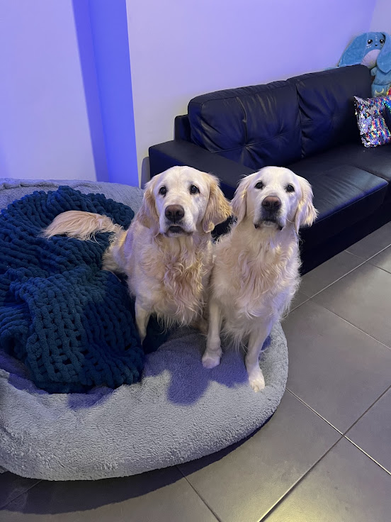 Our resident dogs Gracey and Oscar in the calm office