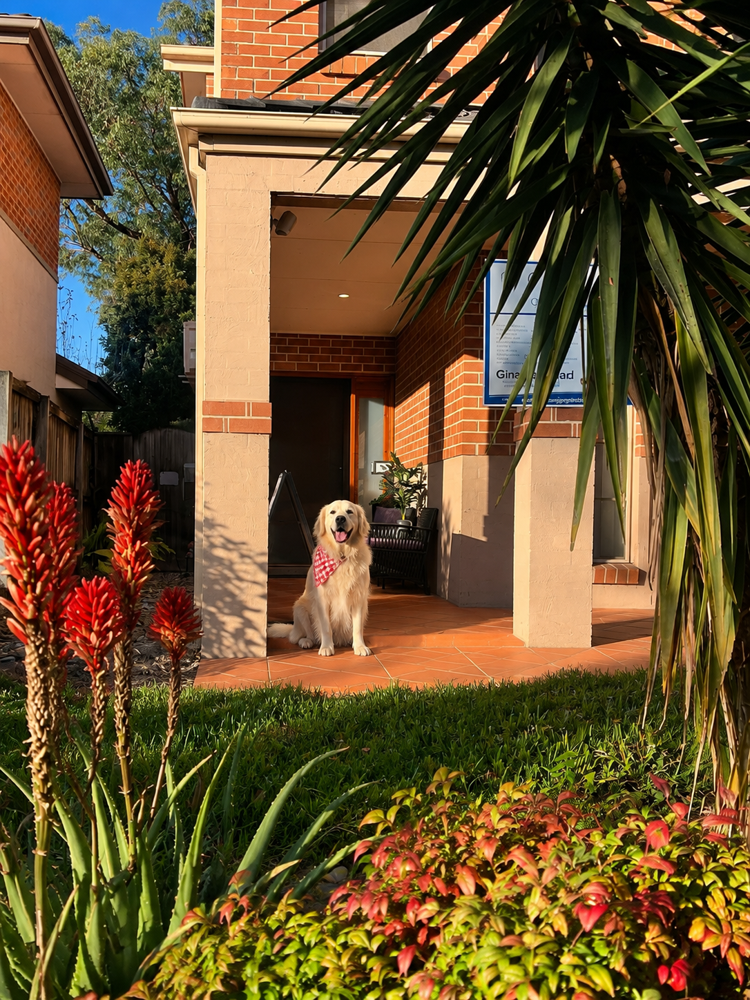 One of our resident dogs sitting on the front veranda at Changing Minds, 18 Birriwa Circuit, Mount Annan