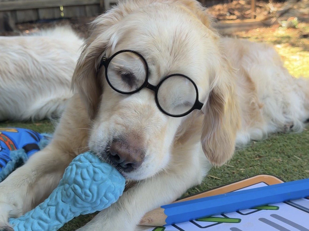 Gracey the golden retriever in round glasses, holding it together. Just.