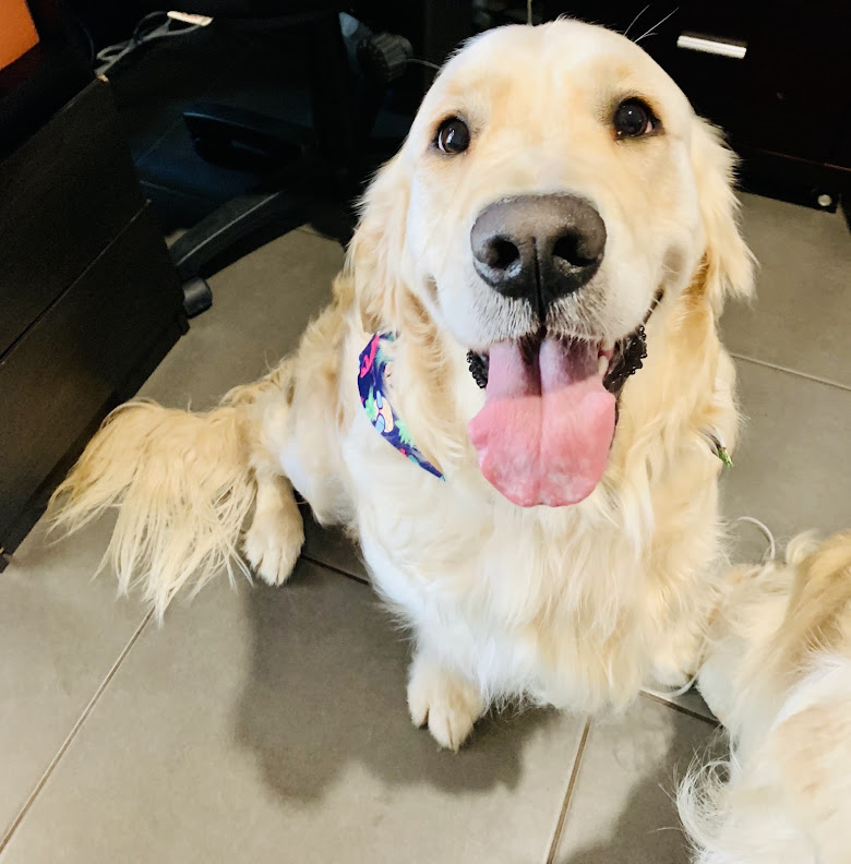 Gracey the golden retriever smiling in the office